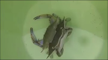 Cận cảnh quá trình lột xác của con cua