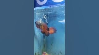 beautiful & amazing ❣️😍