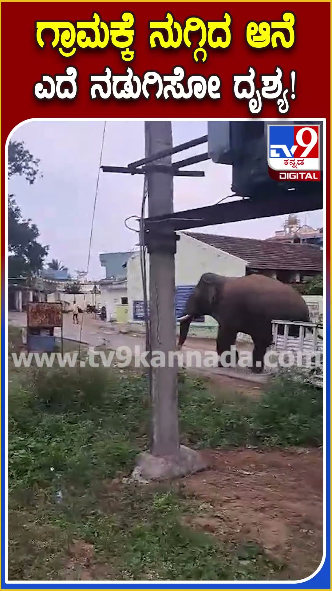 hosuru ಗ್ರಾಮಕ್ಕೆ ನುಗ್ಗಿದ ಒಂಟಿ ಸಲಗ, ಬಿದ್ದು ಎದ್ದು ಓಡಿದ ಯುವಕ ಜಸ್ಟ್ ಮಿಸ್ | #TV9D