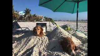The Dogs of Fort Myers Beach