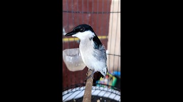 Burung Jingjing Batu Gacor Dor