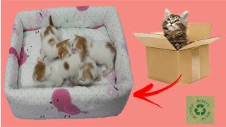 D.I.Y CAT BED FOR MY NEW BORN KITTENS / khim diy by khim diy 26,317 views 2 years ago 5 minutes, 6 seconds