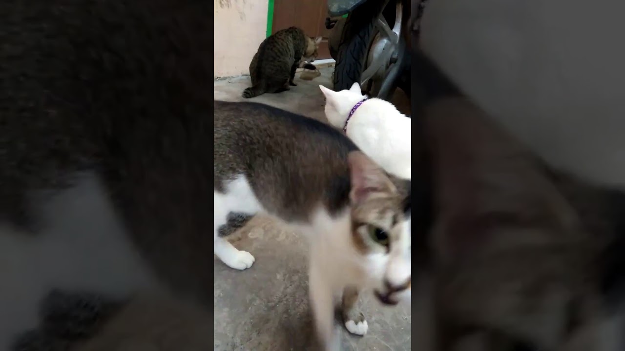 Kucing Albino Mata Pink Lagi Cium Apaan Sih???😂😅 - YouTube
