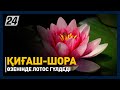 Атырау облысында лотос гүлдеді