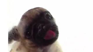 cute dog licking screen screenshot 3