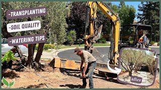 No Grass Front Yard Ideas | Drought Tolerant Landscaping Tips (Professional Landscape Designer)