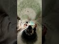 シャクレルプラネット #柴犬 #犬 #犬動画 #シャクレルプラネット