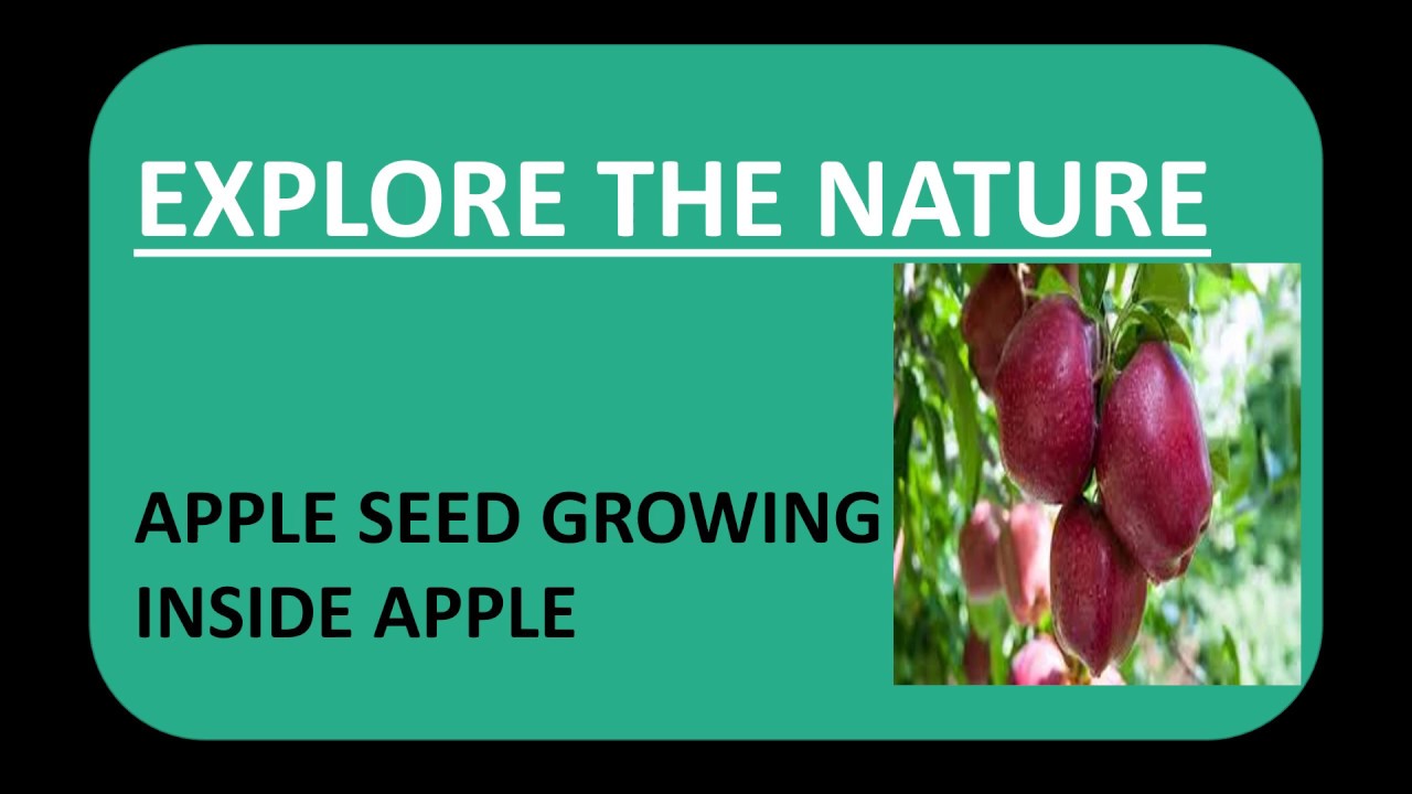 Why Apple seed grow inside it sometimes? YouTube