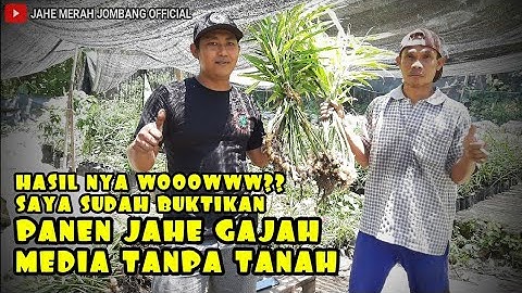 Panen Jahe Gajah Media Polybag Tanpa Tanah||Jahe Merah Jombang /cover musik imagini dragons bad liar