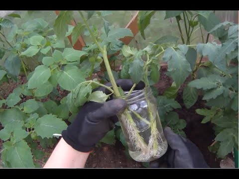 Video: Kuidas paljundada taimi – taimede paljundamine algajatele