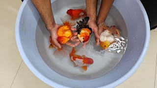 Jumbo Oranda Gold Fish Stock at Gold Fish House India