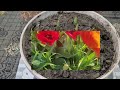 TULIPS IN A POT ARE CURSED Now We Will Watch