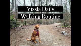 Vizsla Daily Walking Routine | Follow Along on a Day in the Life of Walking Willa