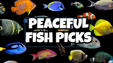 Top Beginner Saltwater Fish for a Peaceful Fish Only Waterbox