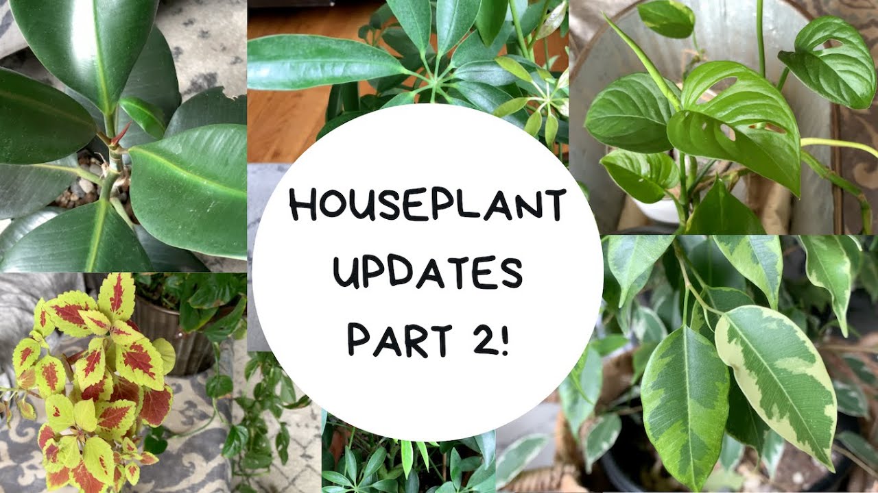 HOUSEPLANT COLLECTION | HOUSEPLANT UPDATES Pt 2