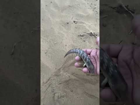 حصلت شي يتحرك تحت الرمال أسعد حكمي   ثعبان   افعى 