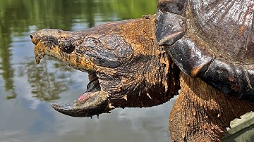 Catching ALLIGATOR SNAPPING Turtles in Louisiana