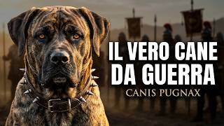 Canis Pugnax  : Il  Cane da Guerra  Romano tra Storia e Leggenda screenshot 2