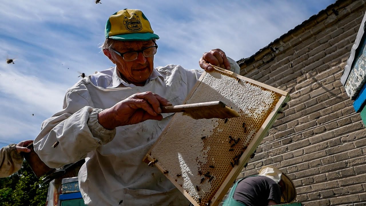 Mieczysław Dobraczyński-gościnnie u pszczelarza, człowieka z pasją. Pierwsze miodobranie w 2022.