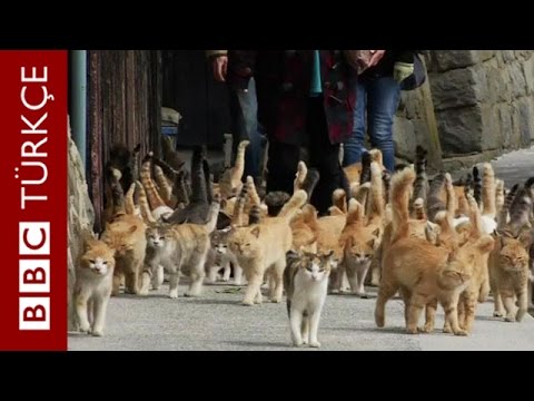 Video: Japonya'da Kedi Adası. Dikkatli Olun, Tüyler ölçek Dışı