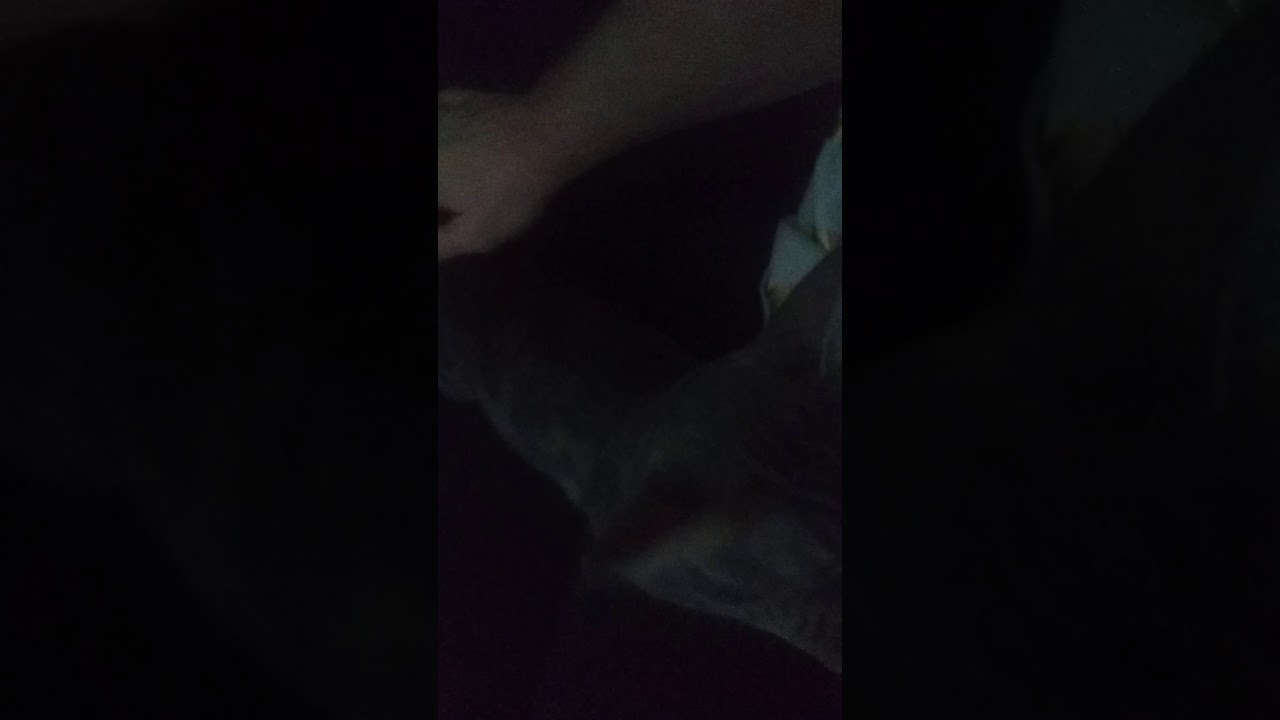 Vocal cat in heat - YouTube