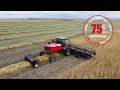 Swathing canola with a Massey Ferguson WR9960 and 40&#39; header