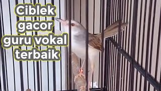 Ciblek Super Gacor Speed Rapat Guru Vokal Terbalik