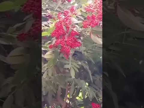 شاهدالآن شجرة الضرو