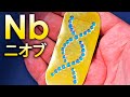 ニオブは金に代わる金属です!