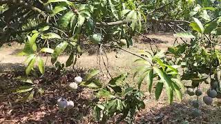 1 acre mango farm land for sale.