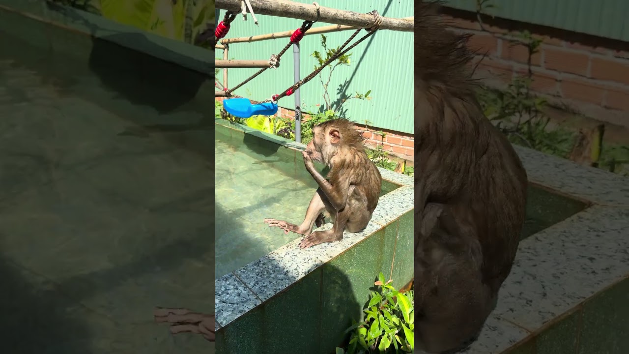 Monkey Sam takes the happiest bath in the world 