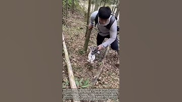 Land Clearing Machinery: Efficient Forestry Management in Action