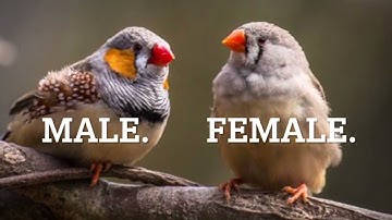 How to breed Zebra Finches in 4.5 easy steps!