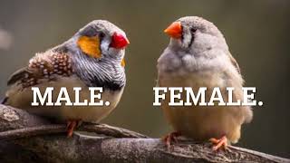How to breed Zebra Finches in 4.5 easy steps!