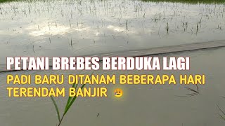 PETANI BREBES BERDUKA LAGI! PADI BARU DITANAM TERENDAM BANJIR