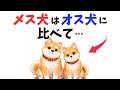 【9割が知らない】メス犬はオス犬と比べてここが違う 13選