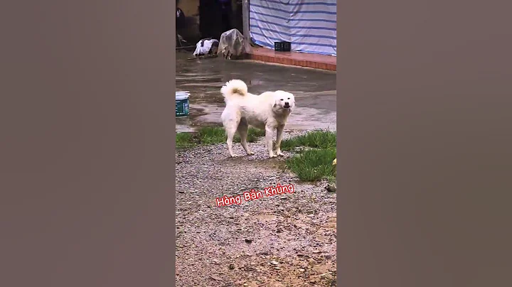 Cún bản hàng khủng siêu đẹp #pets #bachatv #animals #doginvietnam #funny #cute #thucung #luoithep