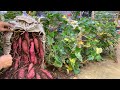 Why does growing sweet potato in a bag of soil have bigger tubers? Here is the answer