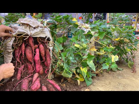 Video: What Is A Potato Vine – Information om pleje af jasminnatskygge