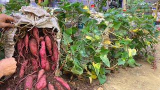 Why does growing sweet potato in a bag of soil have bigger tubers? Here is the answer screenshot 4