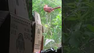 Cardinal pecking at my window