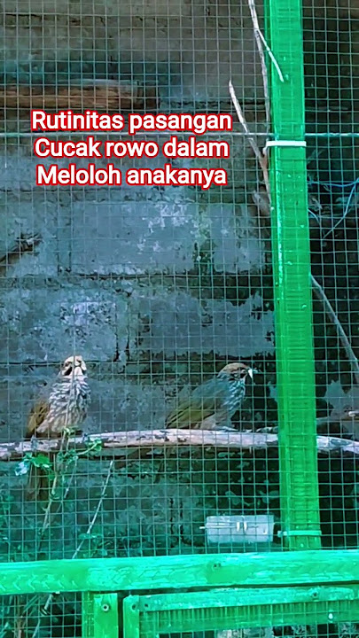Indukan jantan betina burung cucak rowo dalam meloloh anak-anaknya #burung #alam #kicaumania
