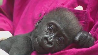 Baby gorilla leaving Fort Worth Zoo
