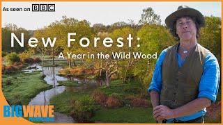 New Forest: A Year in the Wild Wood (BBC Documentary)