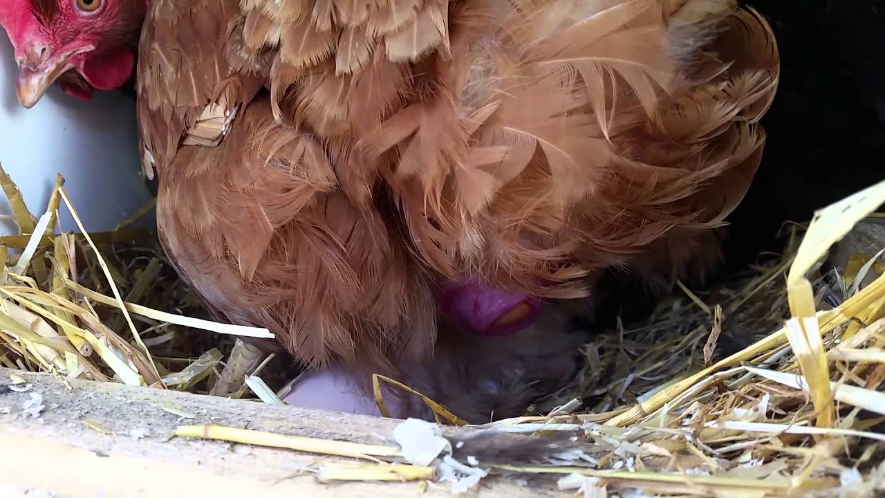 Яйца несет. Hønse æglægning