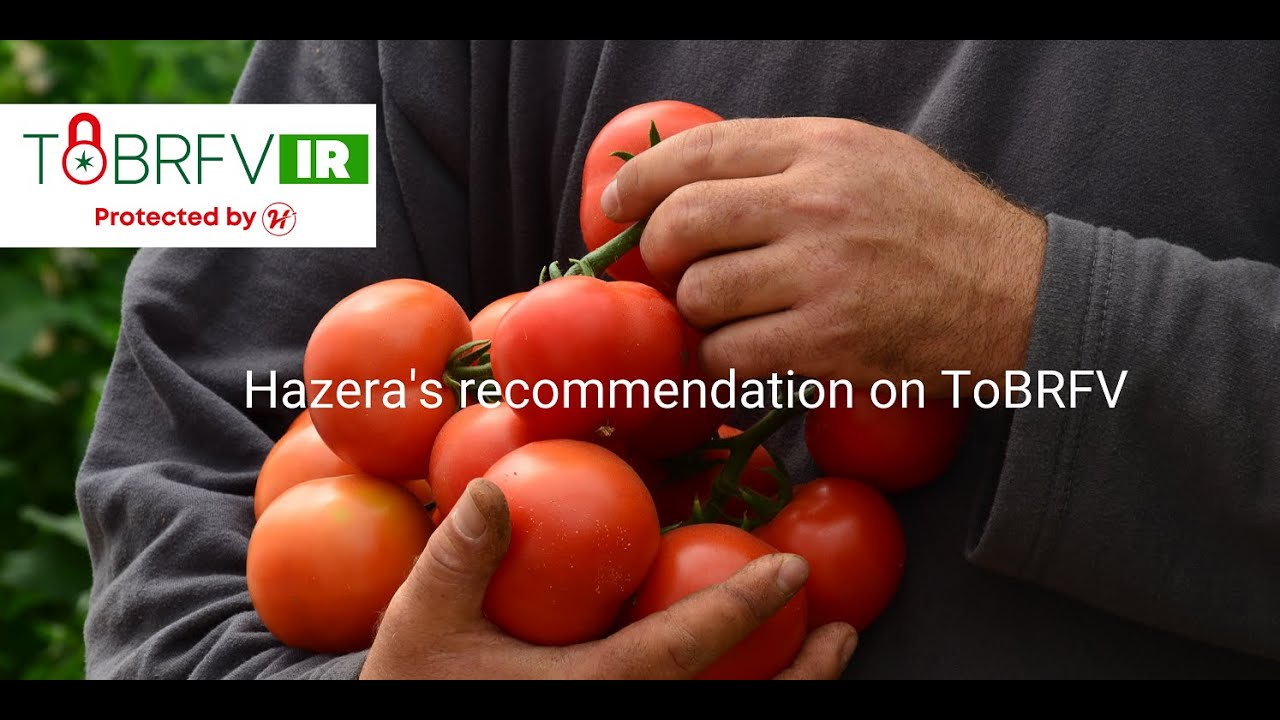 Tomatoes in the spotlight – Global