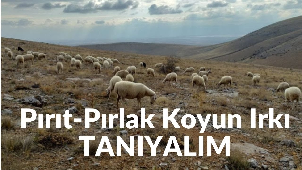 Pırıt - Pırlak Koyun Irkı