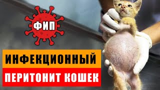 картинка: Кошачий СПИД - смертельная болезнь наших кошек | ФИП - признаки, анализы и методы лечения