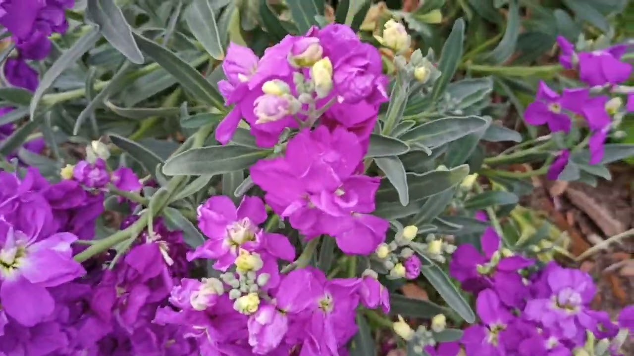 bahçe bostan kismet