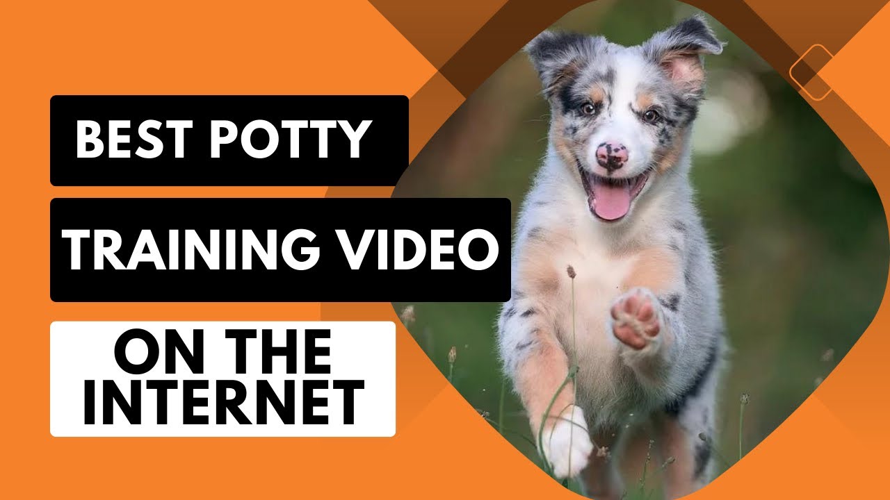 Potty Train Your Dog in 10 Days Video